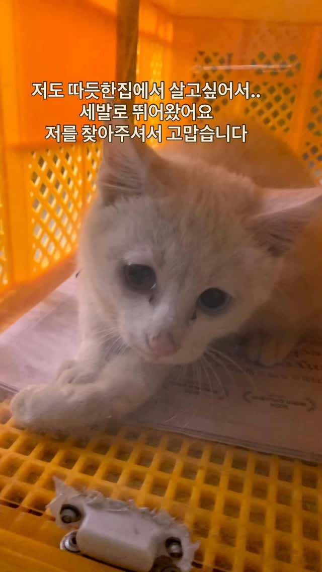 ray_at_home 게시물 이미지: #집으로

앞발이 꺽긴 아기는
어제 구조되어 무사히 연계병원에
입원...