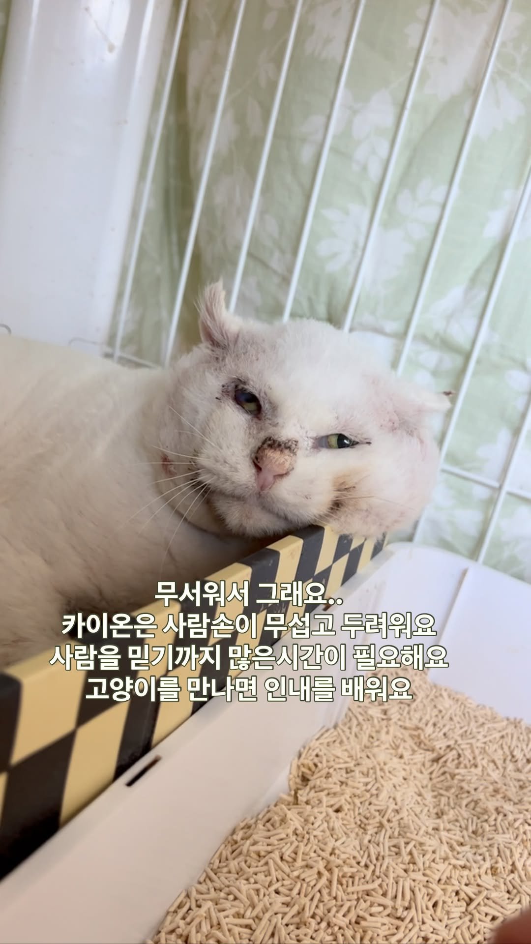 ray_at_home 게시물 이미지: #괜찮아 

#길위의심바를찾아서 

카이온

조심스럽게 다가가도 ...
사람손이...