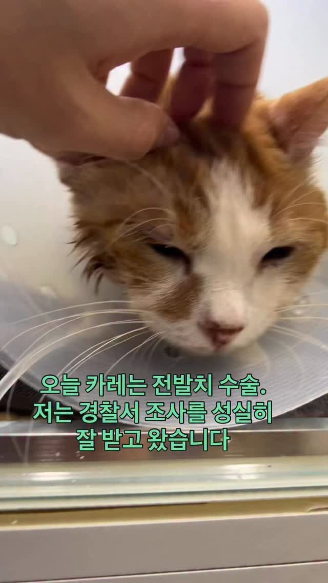 ray_at_home 게시물 이미지: #후원자의권리
#후원내역 

2018년 성남 모란시장에서 구조한 카레
구조한...