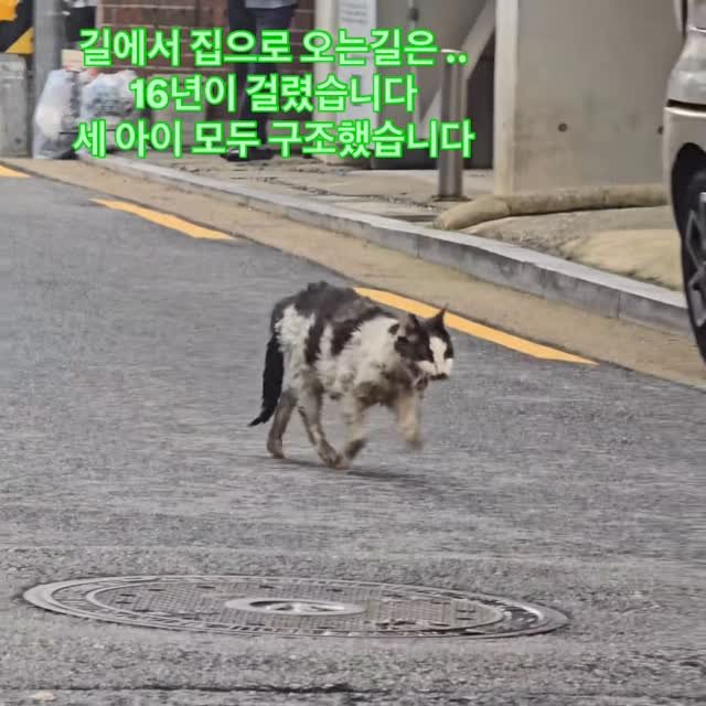 ray_at_home 게시물 이미지: #길

길위에서 16년을 살아온...
용감한 고양이들

16년동안 지켜온...