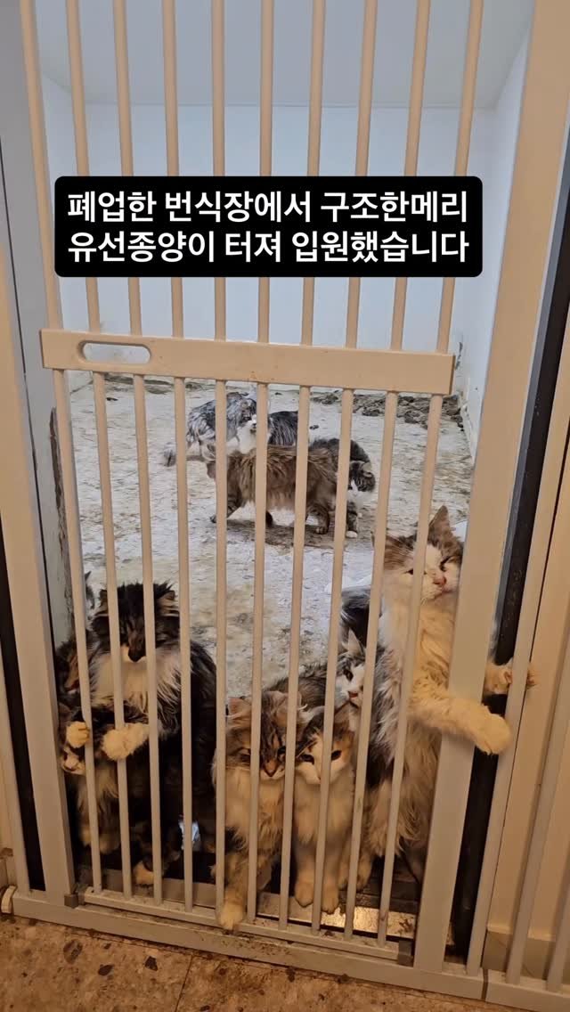 ray_at_home 게시물 이미지: #번식장반대 

📍카카오뱅크 레이김은희
  3333-11-2379591 📍

메리...