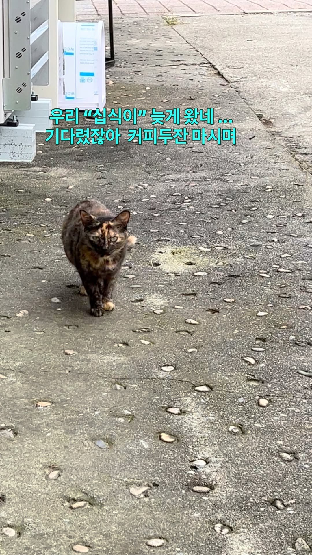 ray_at_home 게시물 이미지: #소중해

십식이💕

하루에 10번 ...
캔달라고....먹고가는...