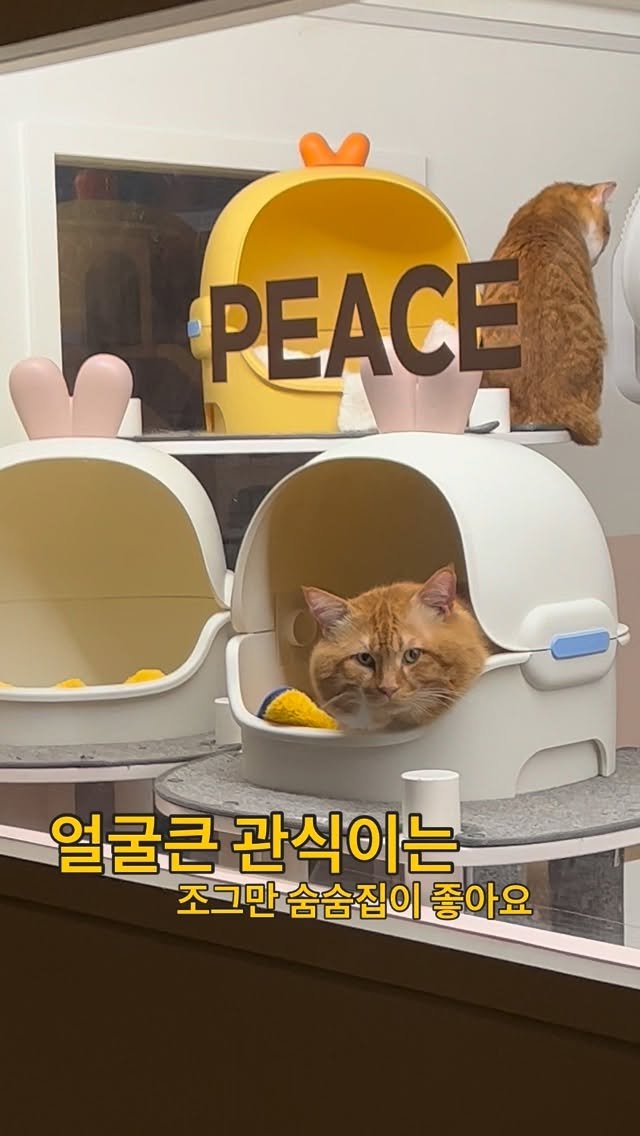 ray_at_home 게시물 이미지: #귀여워 

#영덕 #경상도산불구조 

관식이

얼굴큰 관식이도 고양이에요

조그만...