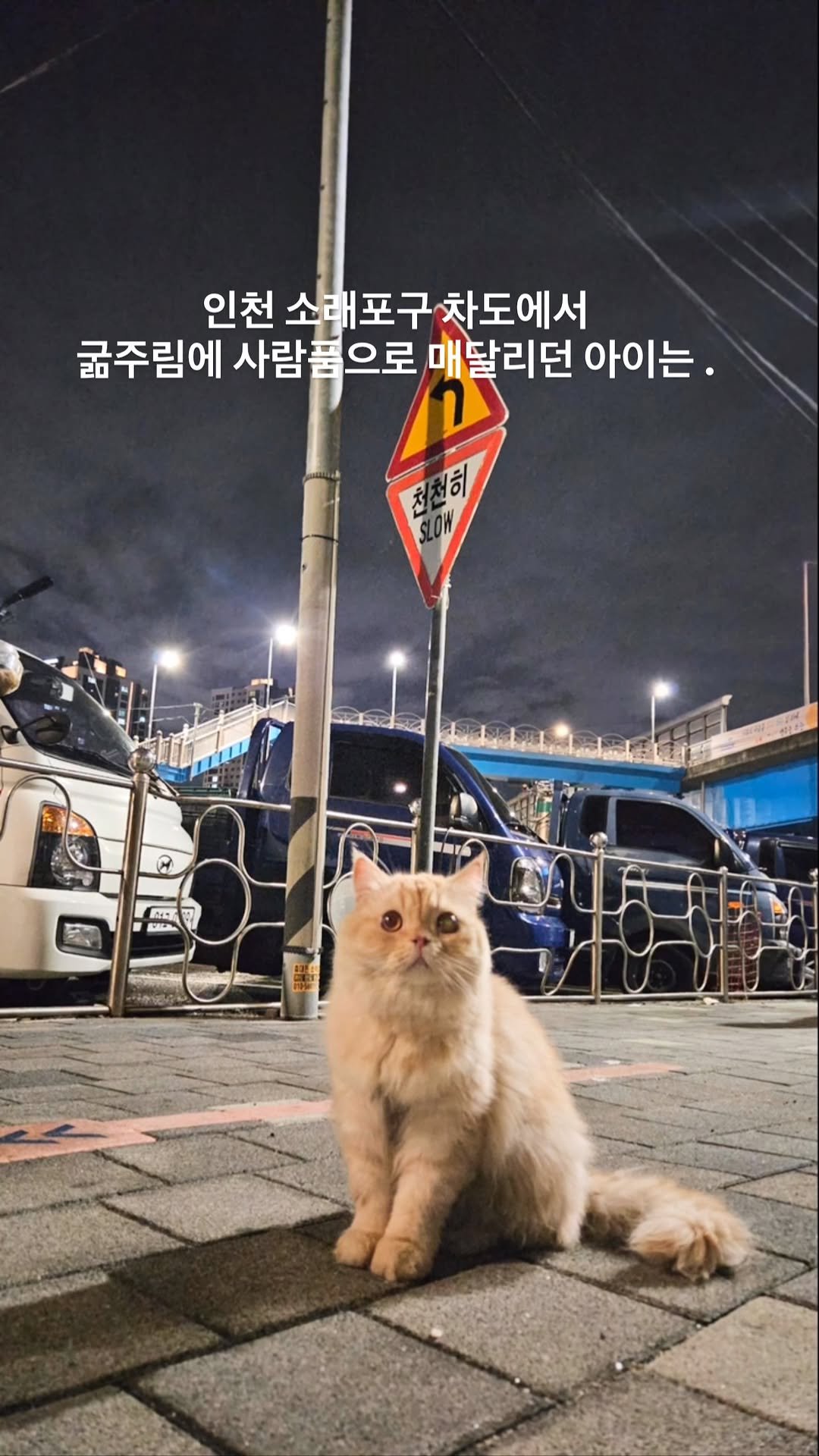ray_at_home 게시물 이미지: #사지마세요 

인천 소래포구에 버려진  아이가
레이의 가족이 됐습니다

번식장...