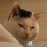 goocoodol 프로필 사진