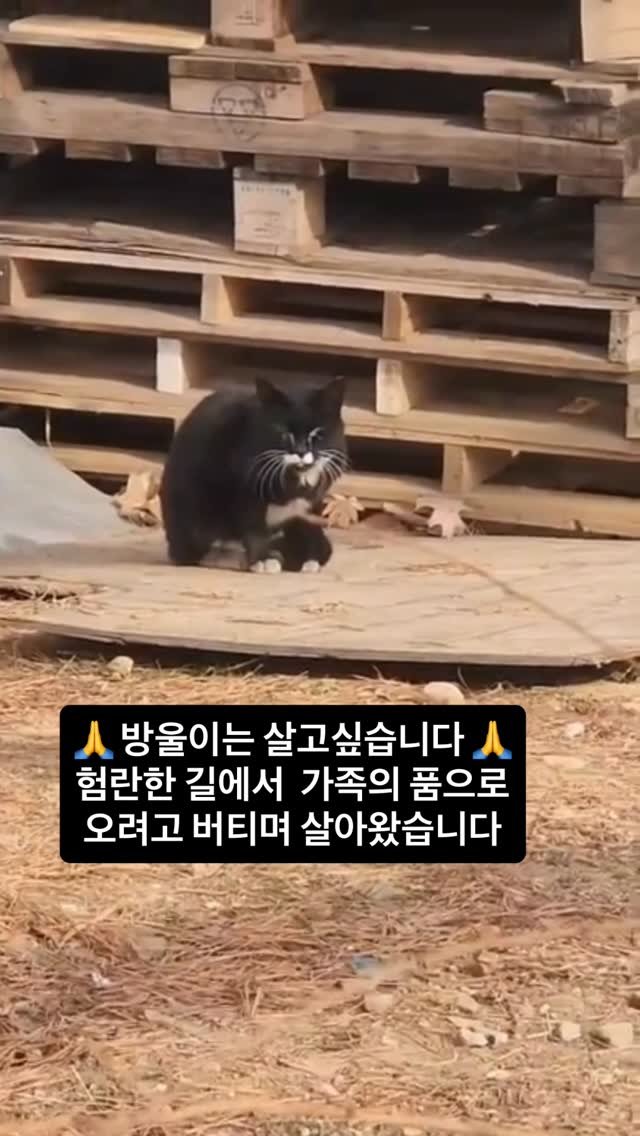 ray_at_home 게시물 이미지: #살자

#동물학대강력처벌 

방울이 🙏

🆘긴급병원비모금🆘
(사) 디어레이...