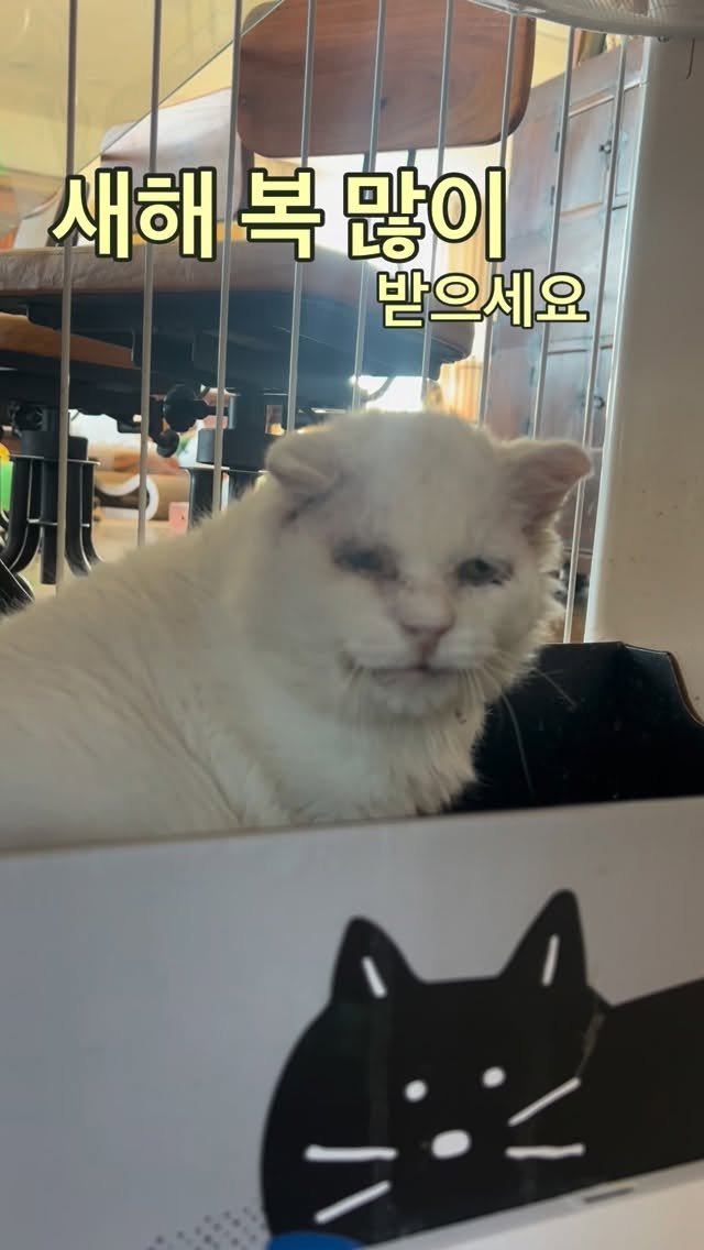 ray_at_home 게시물 이미지: #사랑합니다 

#고양이도사랑을알아요 

새해 복 많이...