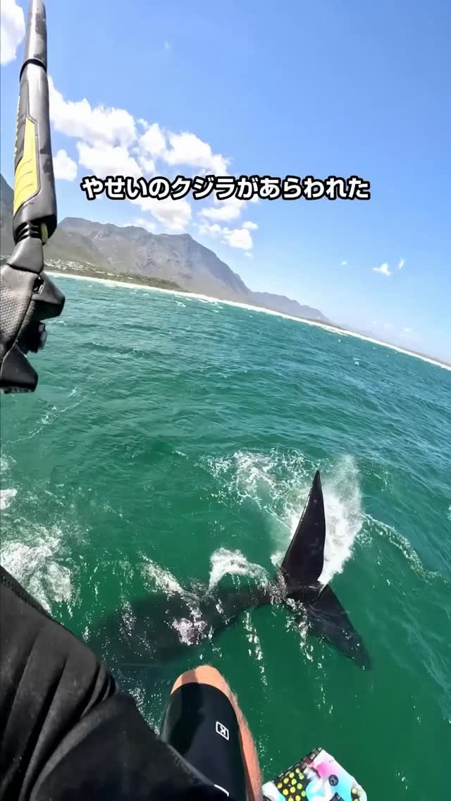 redbulljapan 게시물 이미지: やせいのクジラがあらわれた！
みんなならどうする？🐳 @lassewalker