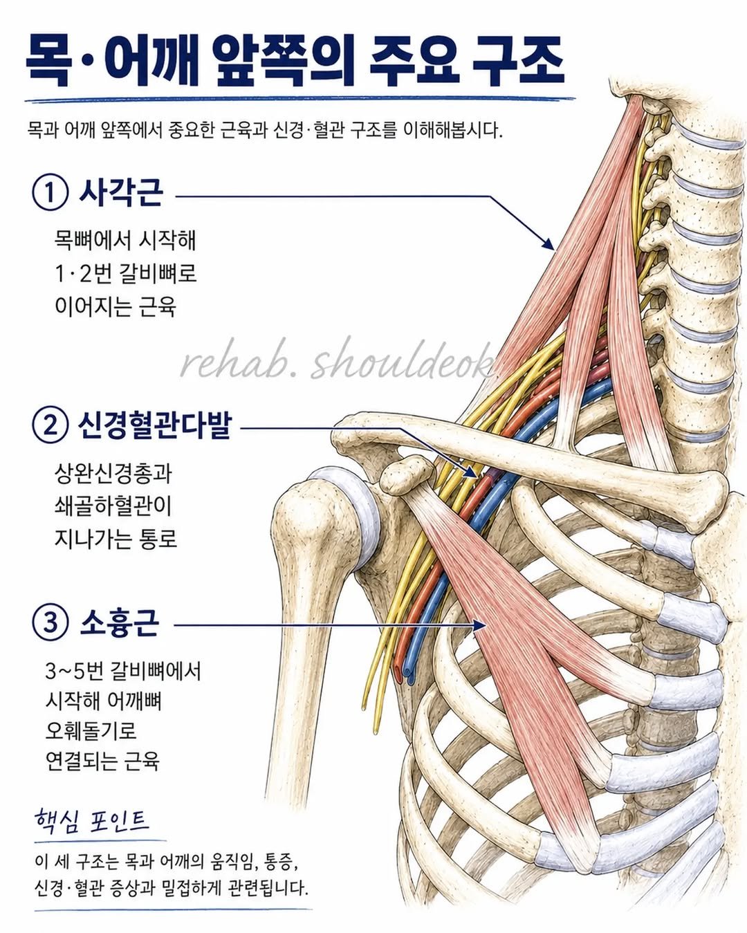 rehab.shouldeok 게시물 이미지: 목·어깨 앞쪽 구조를 볼 때
꼭 알아야 할 세 가지가 있습니다.

바로 사각근,...