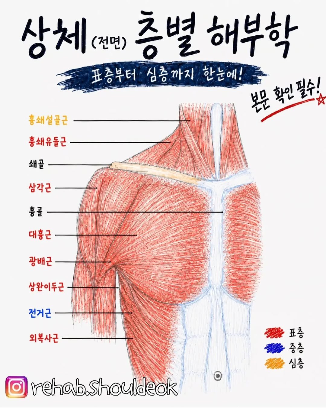 rehab.shouldeok 게시물 이미지: ❓️전거근 때문이다 대흉근이 짧아서 그렇다
라고 한 근육으로 문제를 설명하는 경우가...