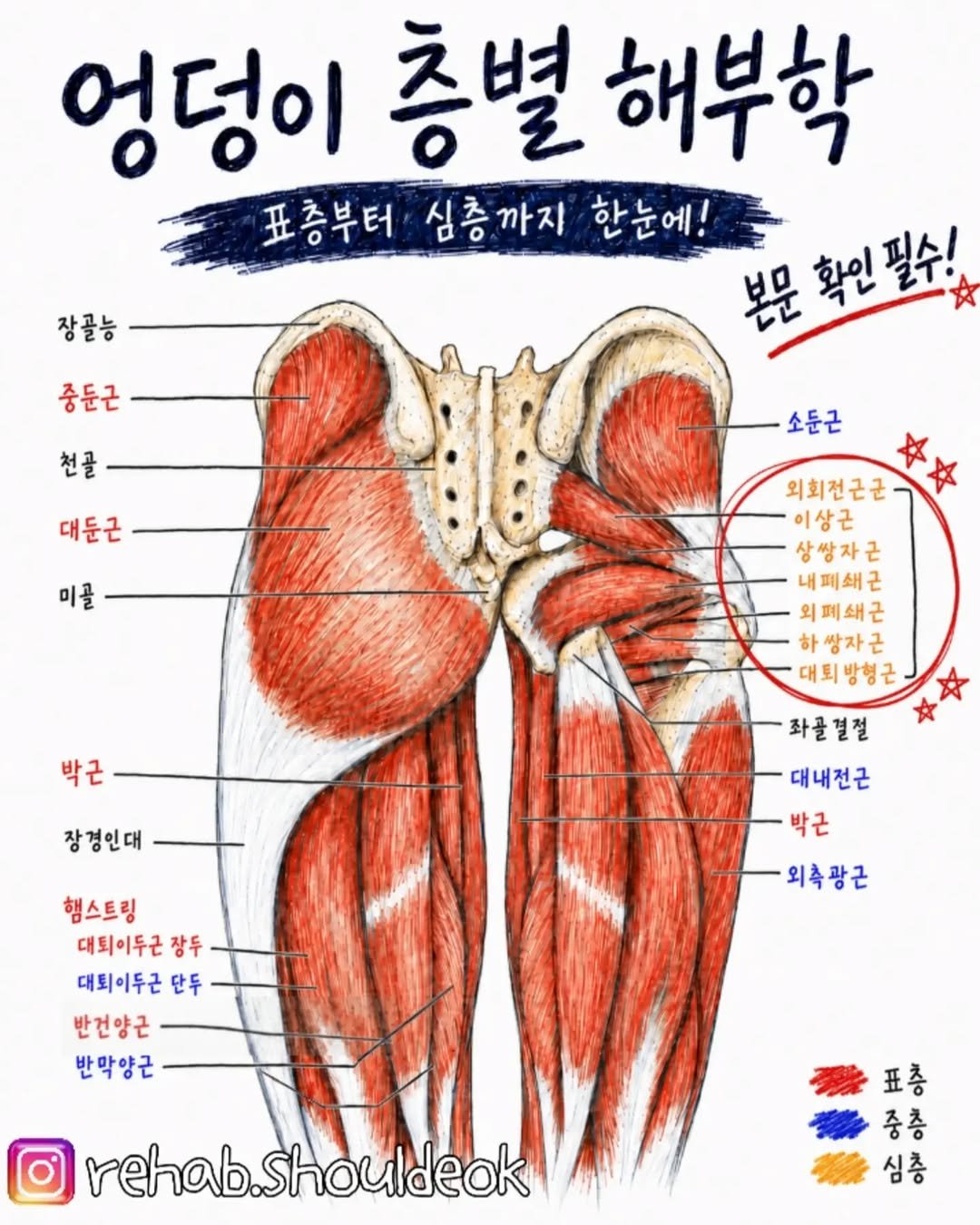 rehab.shouldeok 게시물 이미지: 🍑엉덩이근육을 층별로 이해해야 하는이유는
엉덩이는 단순 힘을 내는 근육이...