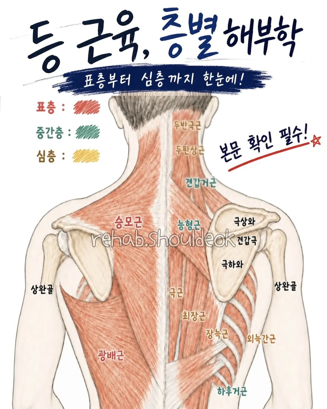 rehab.shouldeok 게시물 이미지: ✅️등 근육은 단순히
어디가 아프다로만 보면 접근하기가 어렵습니다.

같은 등...
