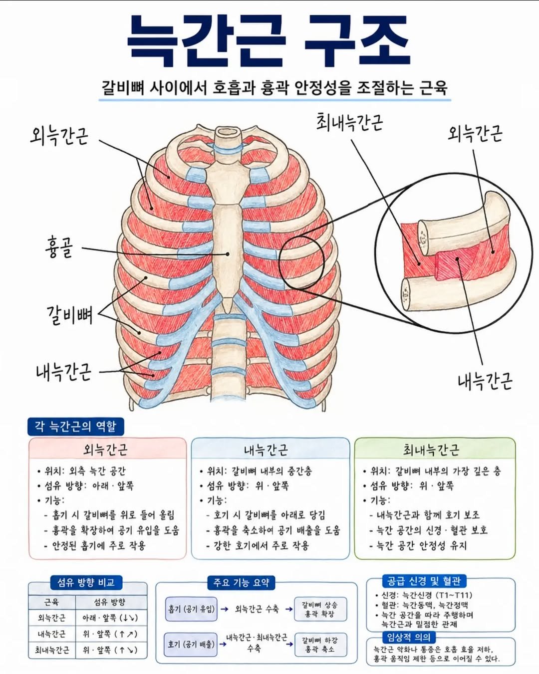 rehab.shouldeok 게시물 이미지: 늑간근은 갈비뼈와 갈비뼈 사이 공간을 채우고 있는 근육입니다.

흔히 호흡이라고...