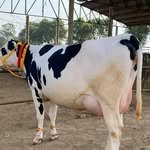 sarbjit_cheema_4003 프로필 사진