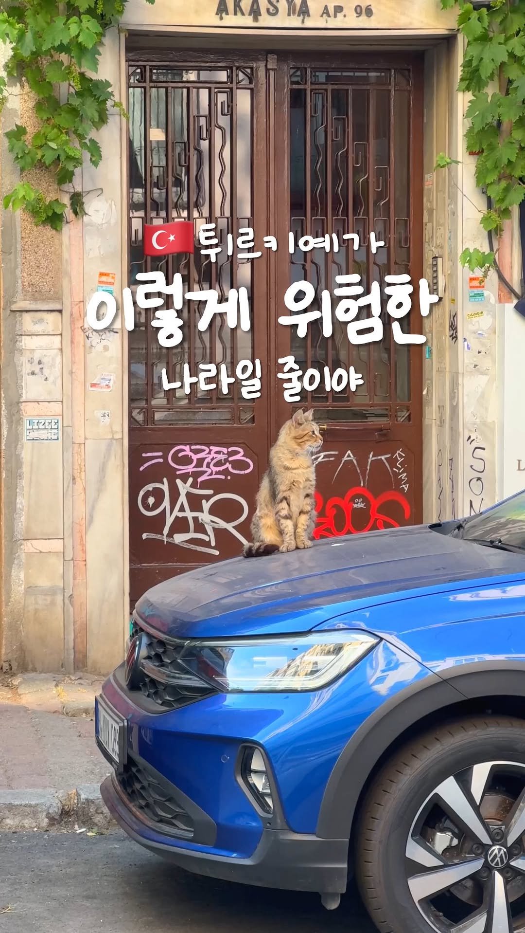 rena_enp 게시물 이미지: 간택당하고 싶으세요?
세계에서 고양이를 가장 사랑하는 도시🇹🇷

길고양이는 이...