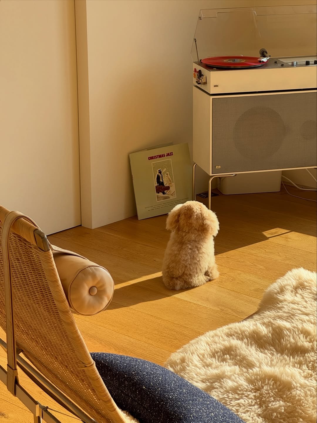 Photo by Sun Hyerim on November 30, 2025. May be an image of Bedlington terrier, Maltese, armchair, beanbag chair, chaise lounge and text.