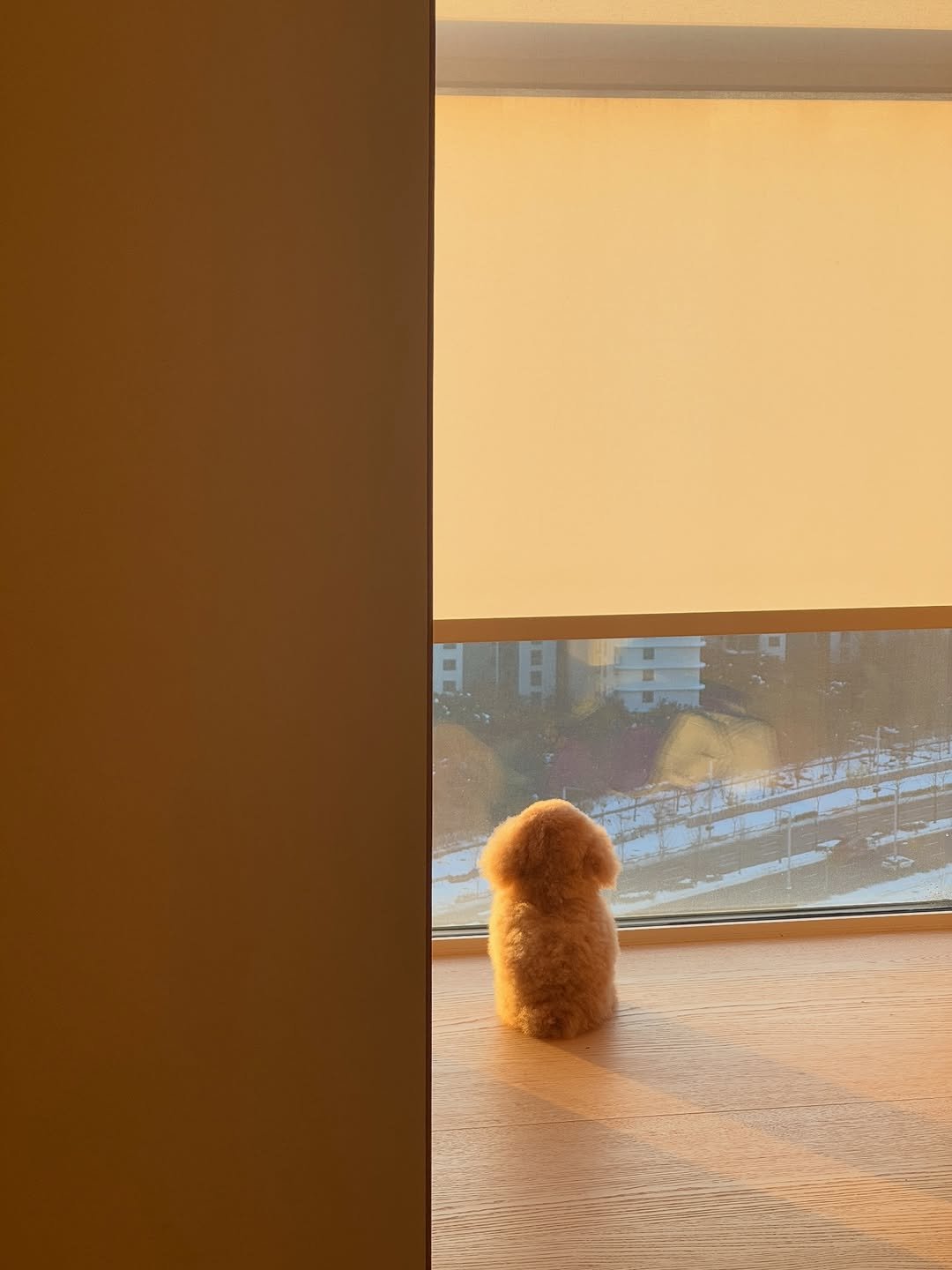 Photo by Sun Hyerim on December 04, 2025. May be an image of cocker spaniel, Bedlington terrier, curtains and window.