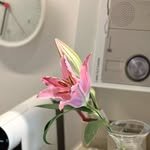 jardin_de._marie 프로필 사진