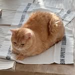 neulhouse 프로필 사진