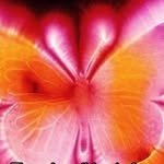 bellahadid 프로필 사진