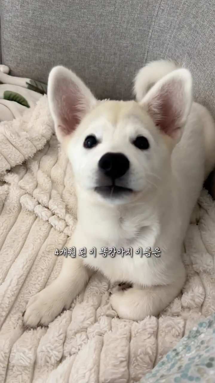 richpaca 게시물 이미지: 정말 솔직히 말하자면 아내의 유기견 임시보호 제안에 
제 의견은 so so...