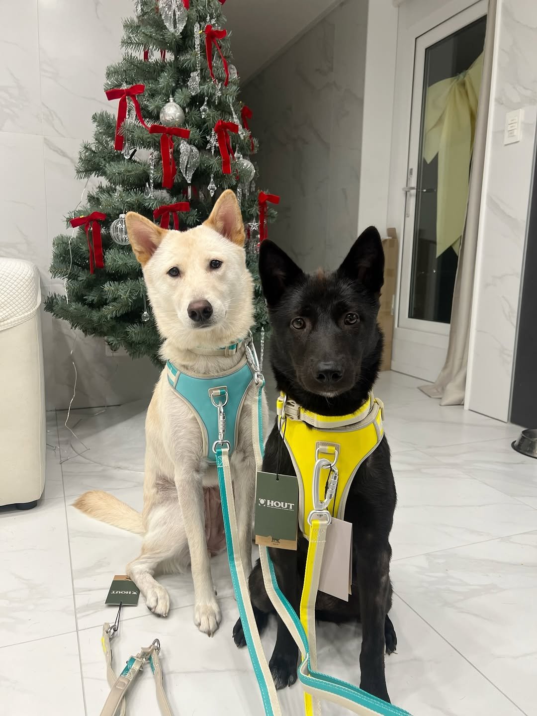 Photo shared by 리치 on December 22, 2025 tagging @whfkfcu, and @hout_official. May be an image of Groenendael and text.