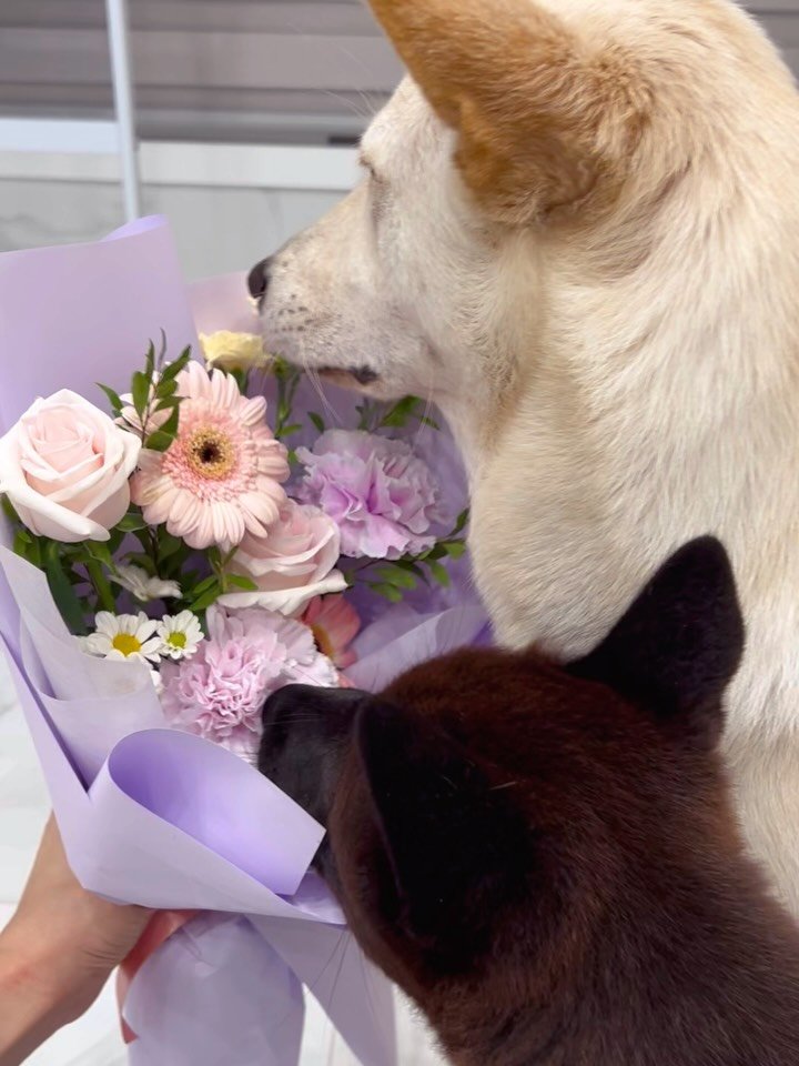 richyaaaaaa 게시물 이미지: 아빠가 사준꽃🌷🌸냄시죻다~#꽃카인