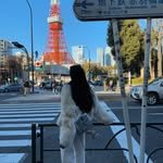 ellechan_samoyed 프로필 사진