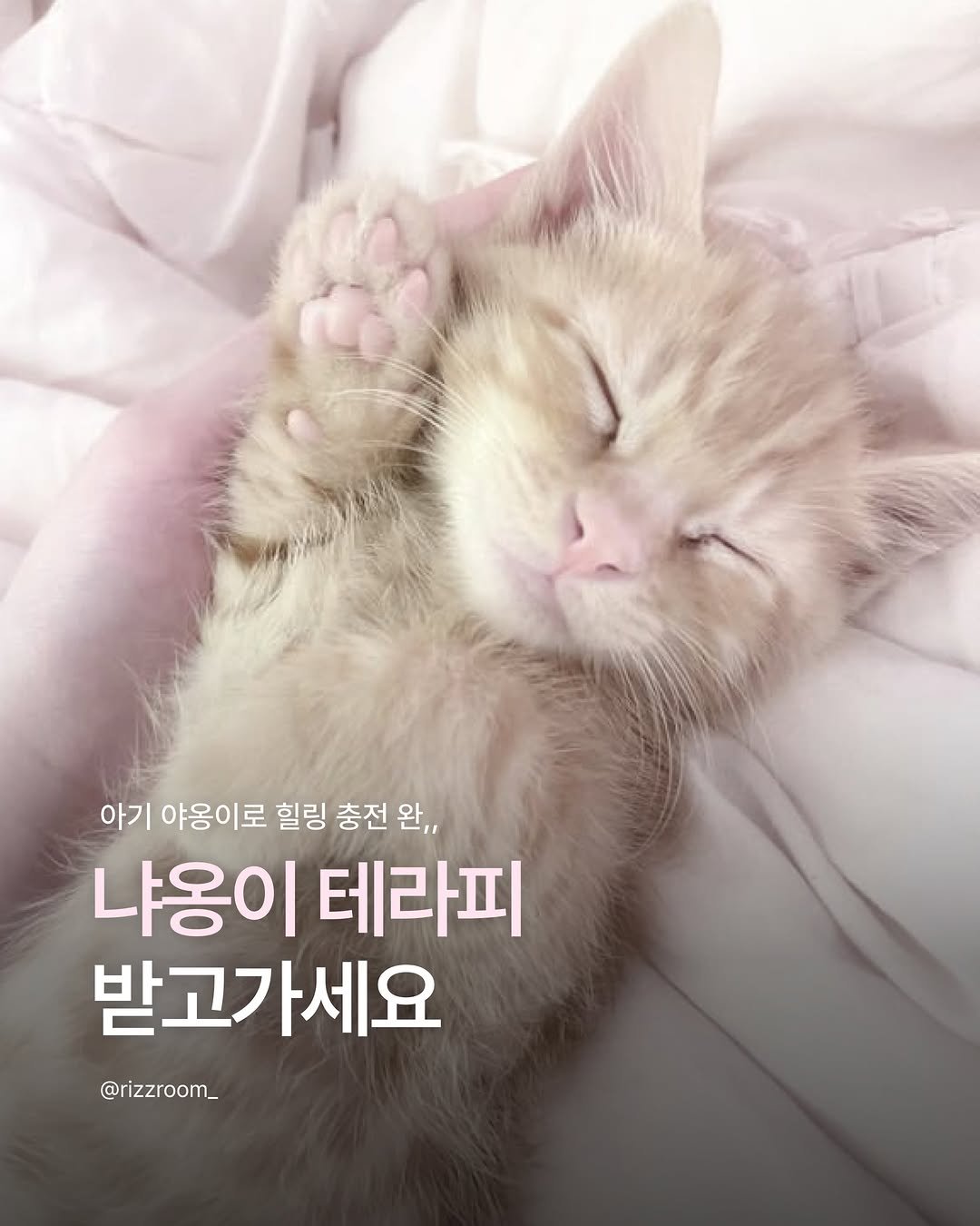 rizzroom_ 게시물 이미지: [냐옹이 테라피 받고가세요]

오늘 하루 푹 쉬셨나요?!
눈 깜짝할 새 벌써 하루가...