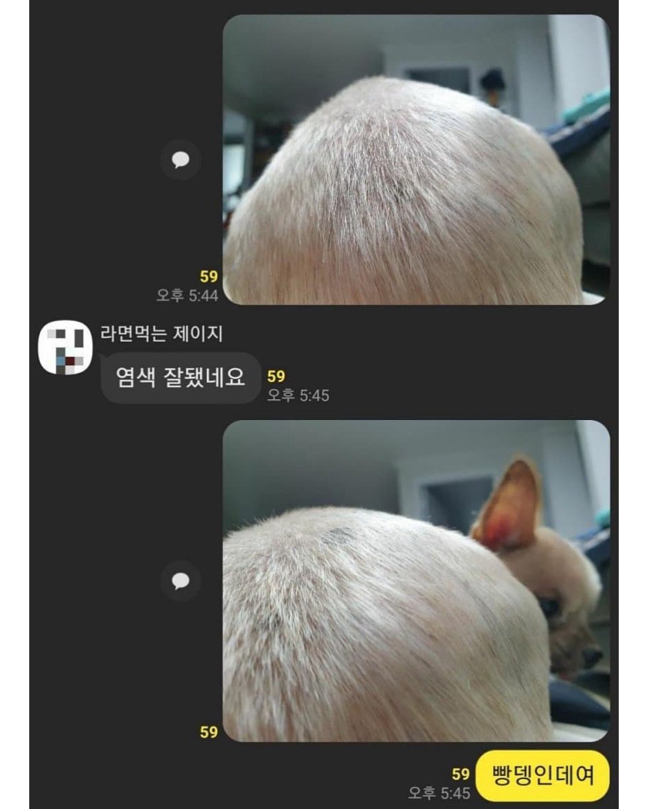 Photo by SEONGSU KIM on August 09, 2025. May be an image of 1 person, hair, Norwich terrier, chihuahua, Pekinese and text that says '59 9 라면먹는 라면먹는제이지 제이지 염색 잘됐네요 59 59 오후5:45 59 59 오후5:45 빵뎅인데여'.