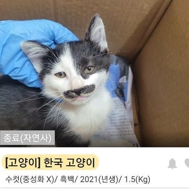 Photo by SEONGSU KIM on August 07, 2025. May be an image of kitten, pie and text that says '종료 종료(자연사) [고양이] 한국 고양이 수컷 것(중성화Xl/ 흑백/ 2021 (년생)/ 1.5(Kg)'.