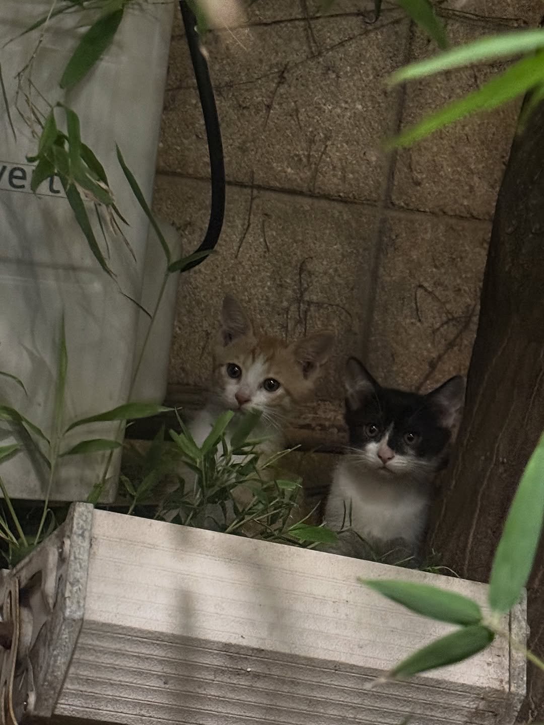 Photo by 노윤서 on October 17, 2025. May be an image of tortoiseshell cat, kitten and text.