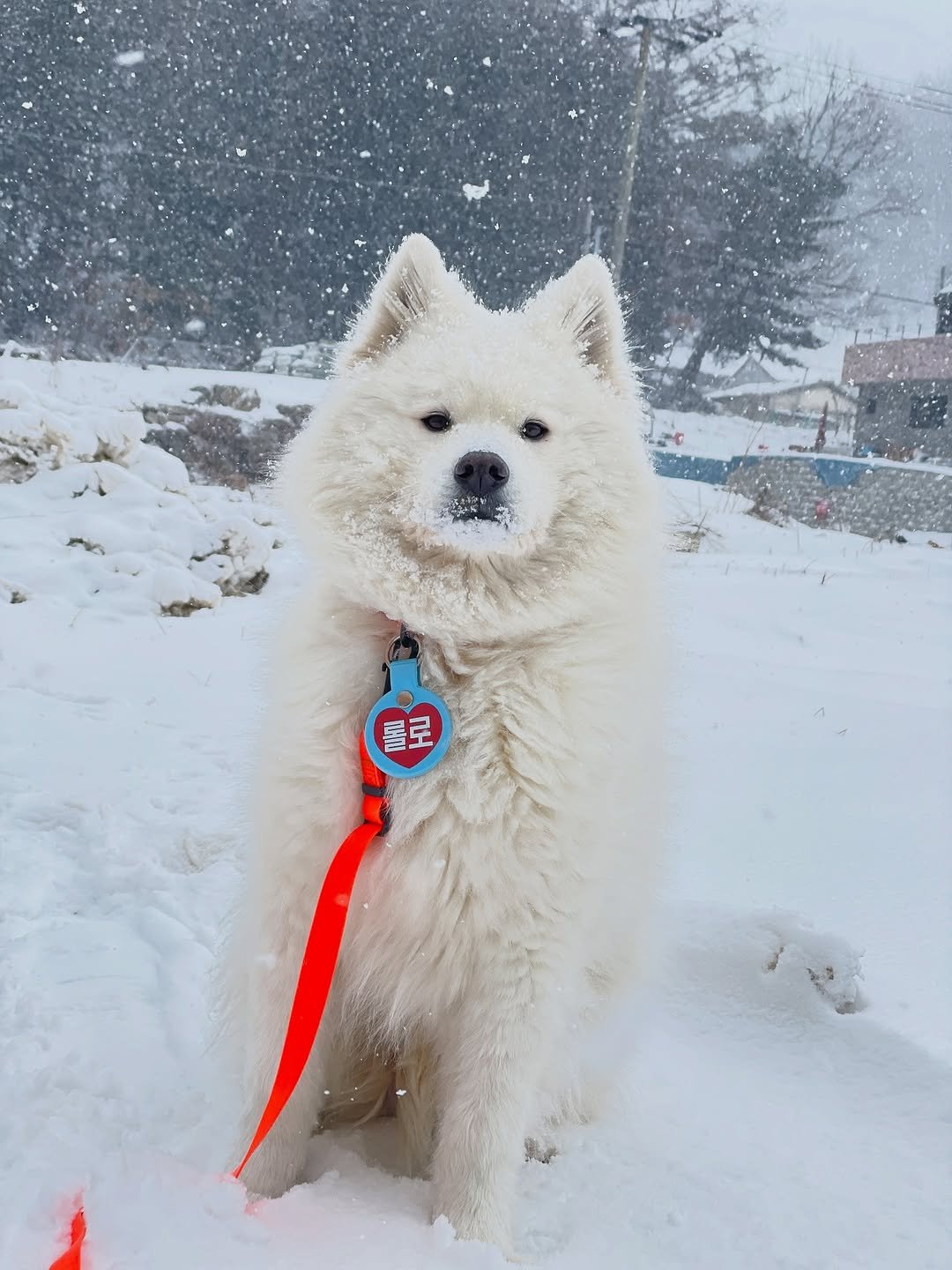 Photo by 롤로랄라 | 내새끼굿즈에 진심. 열심. 초심🔥 on September 28, 2025. May be an image of Samoyed, snow and text.