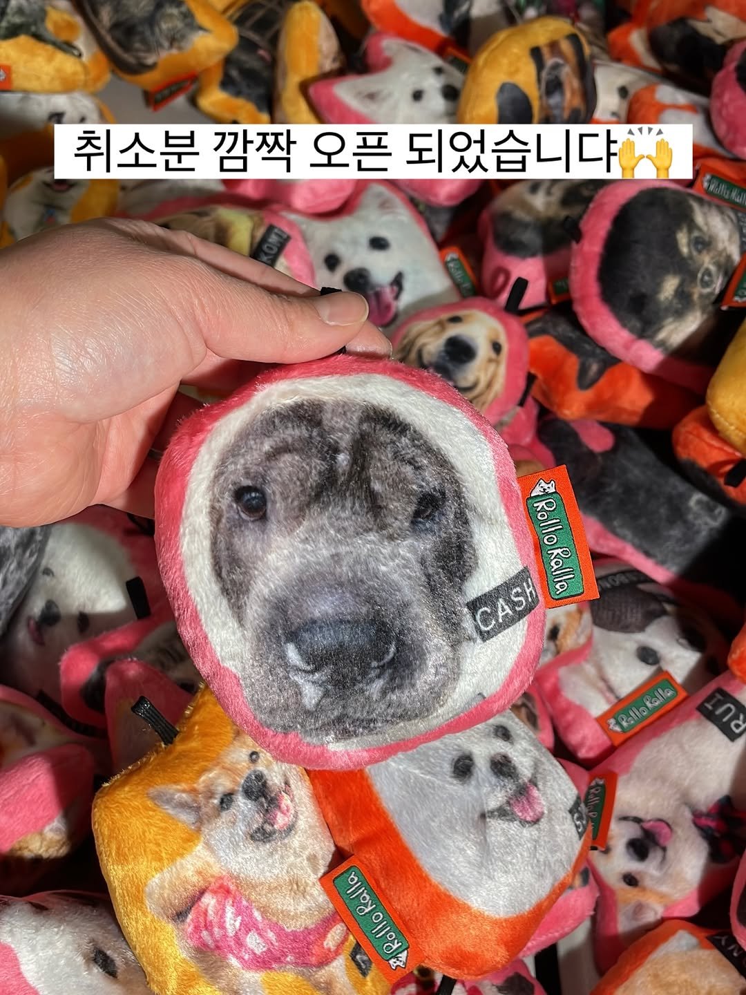 Photo by 롤로랄라 | 내새끼에 진심. 열심. 초심🔥 on February 18, 2026. May be an image of dog, toy and text that says '취소분 깜짝 오픈 되었습니댜 Rollo CASH Ralla CASH RolloRalla RolloRo kalla A d Ralla Rollo'.