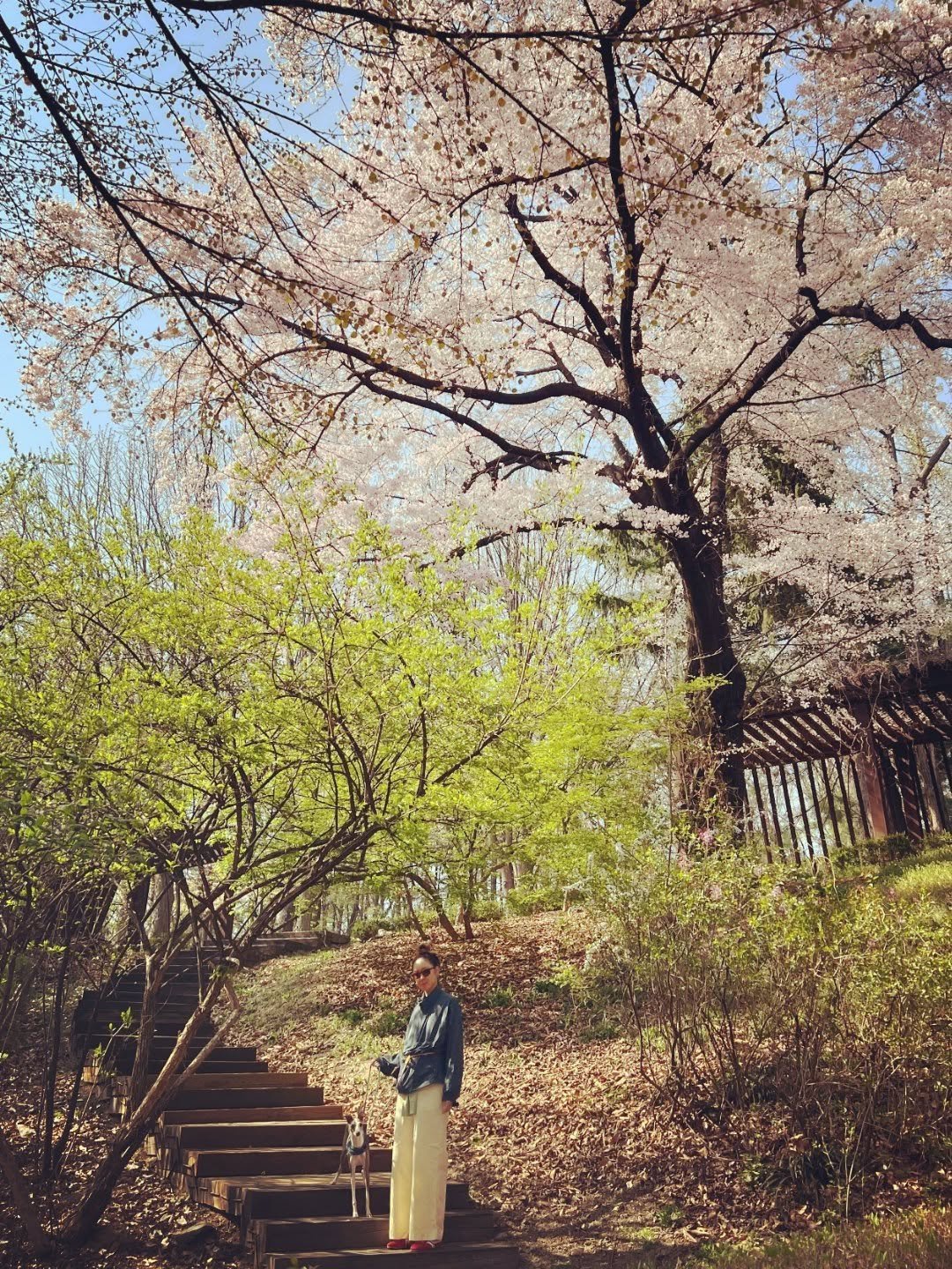 Photo by Hjk on April 15, 2026. May be an image of shadbush, stone-fruit tree, outdoors and text.