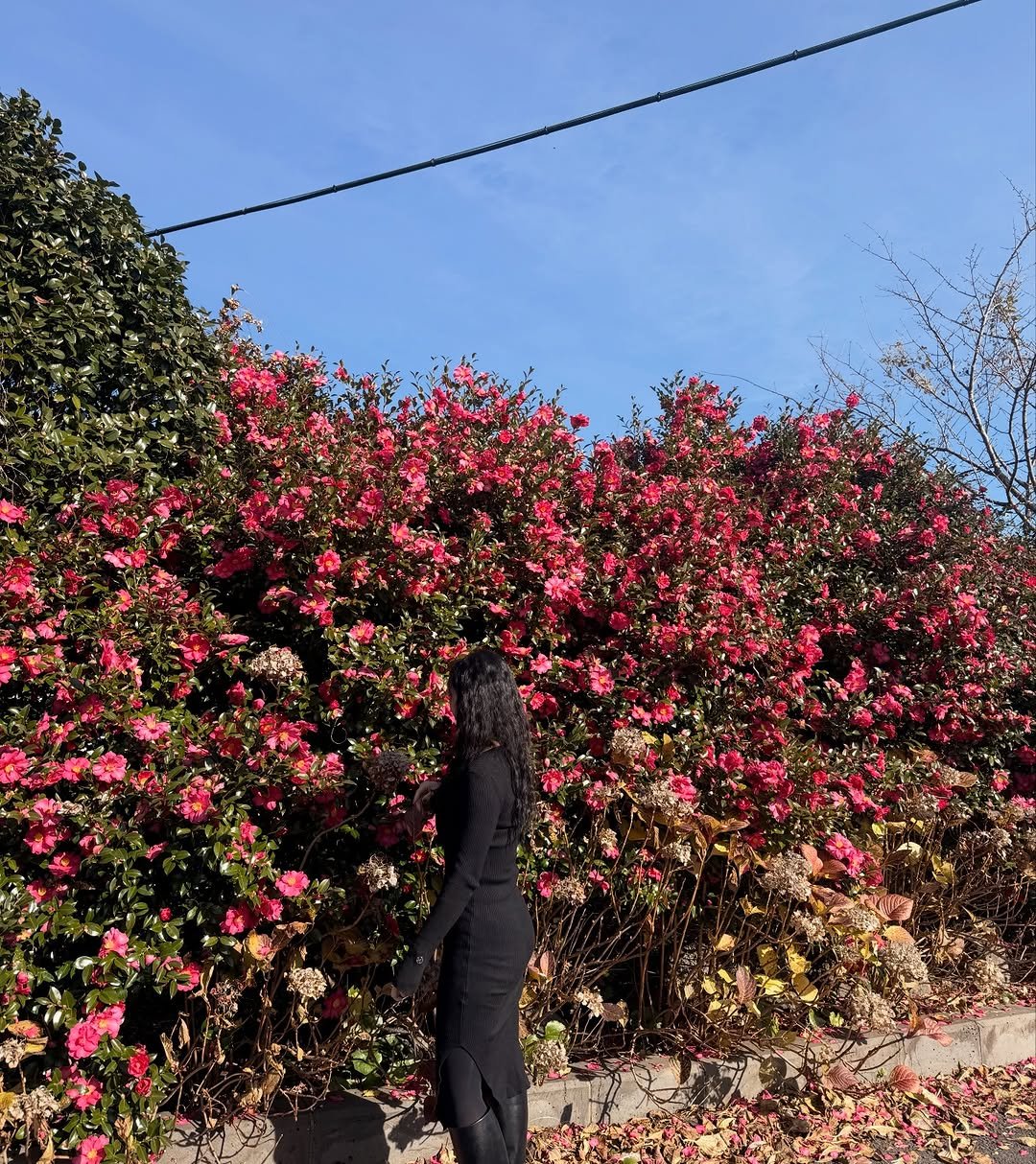 Photo by 로윤 | 자기계발•폭식•다이어트 멘탈 케어🧠✨ on December 25, 2025. May be an image of rose and text.