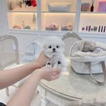 _tinkerbell.puppy 프로필 사진