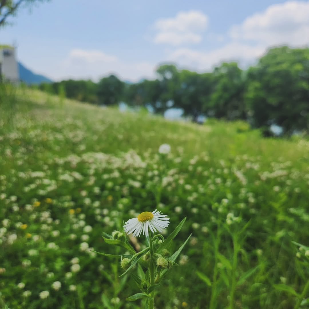 Photo by 견자희 on May 23, 2024.