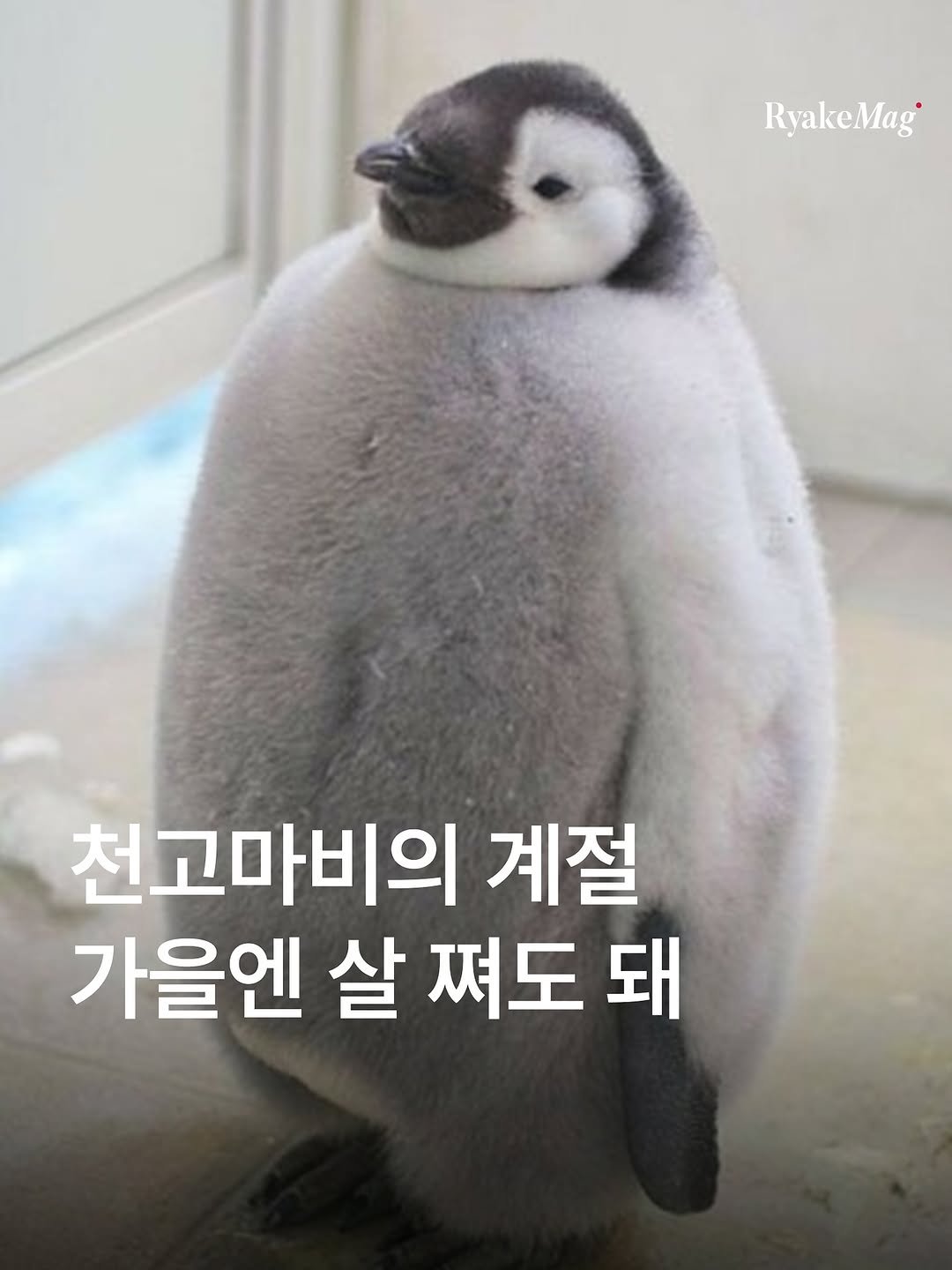Photo by 리에이크 매거진 I 낭만과 취향의 발견 on September 25, 2025. May be an image of emperor penguin and text that says 'RyakeMag 천고마비의 계절 가을엔 살 쪄도 돼'.
