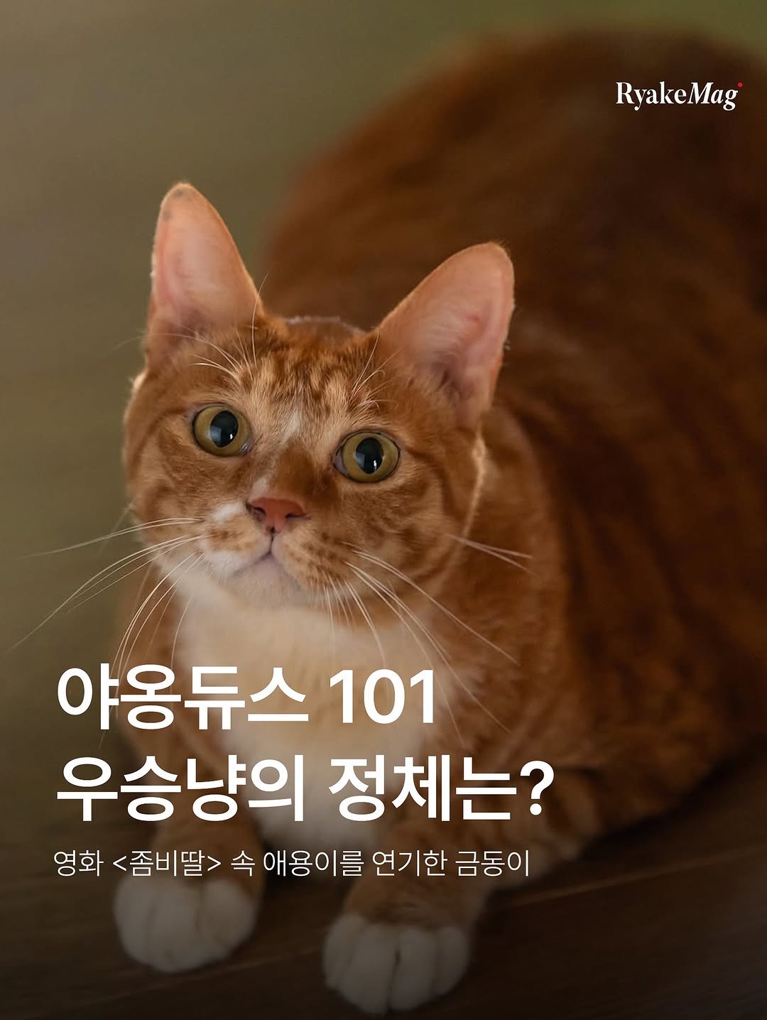 Photo by 리에이크 매거진 I 낭만과 취향의 발견 on August 07, 2025. May be an image of kitten, pie and text that says 'RyakeMag 야옹듀스 101 우승냥의 정체는? 영화 <좀비딸> 속 애용이를 연기한 금동이'.