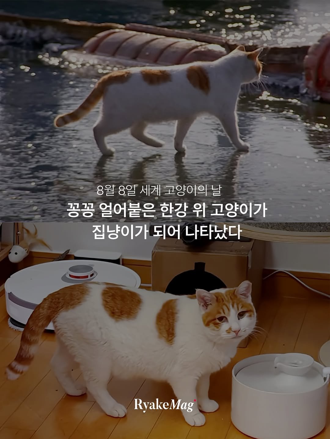 Photo by 리에이크 매거진 I 낭만과 취향의 발견 on August 07, 2025. May be an image of cat and text that says '8월 8일 세계 고양이의 날 꽁끙 얼어붙은 한강 위 고양이가 집냥이가 되어 나타났다 RyakeMag'.