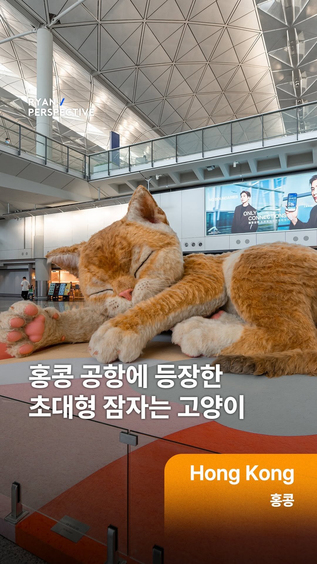 ryanive 게시물 이미지: 오늘은, 운이 좋다면 만날 수 있는 홍콩 국제공항 잠자는 고양이!

홍콩 국제...