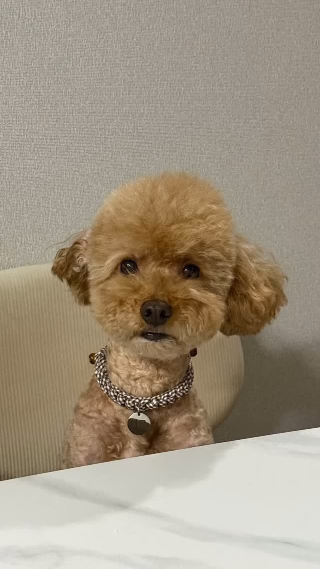 s0710b 게시물 이미지: 우리집 3남매🙃 더위 잘 이겨내자🤍