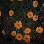 irehish 프로필 사진