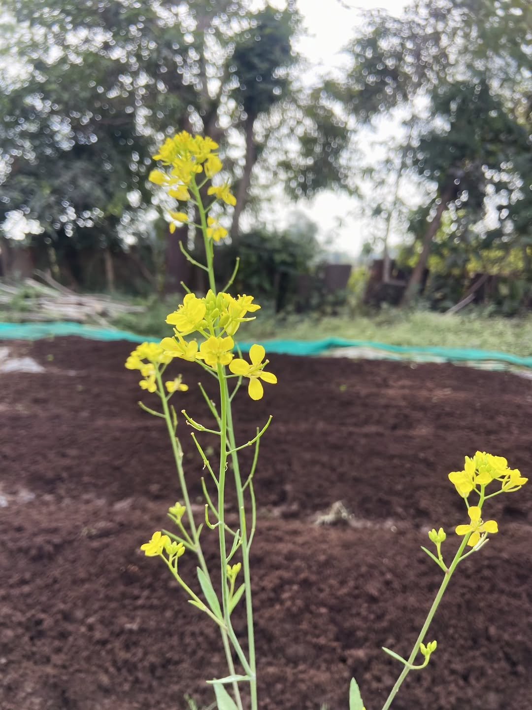 Photo by Saakaar Organic India lakshya on January 07, 2026. May be an image of collard greens and text.