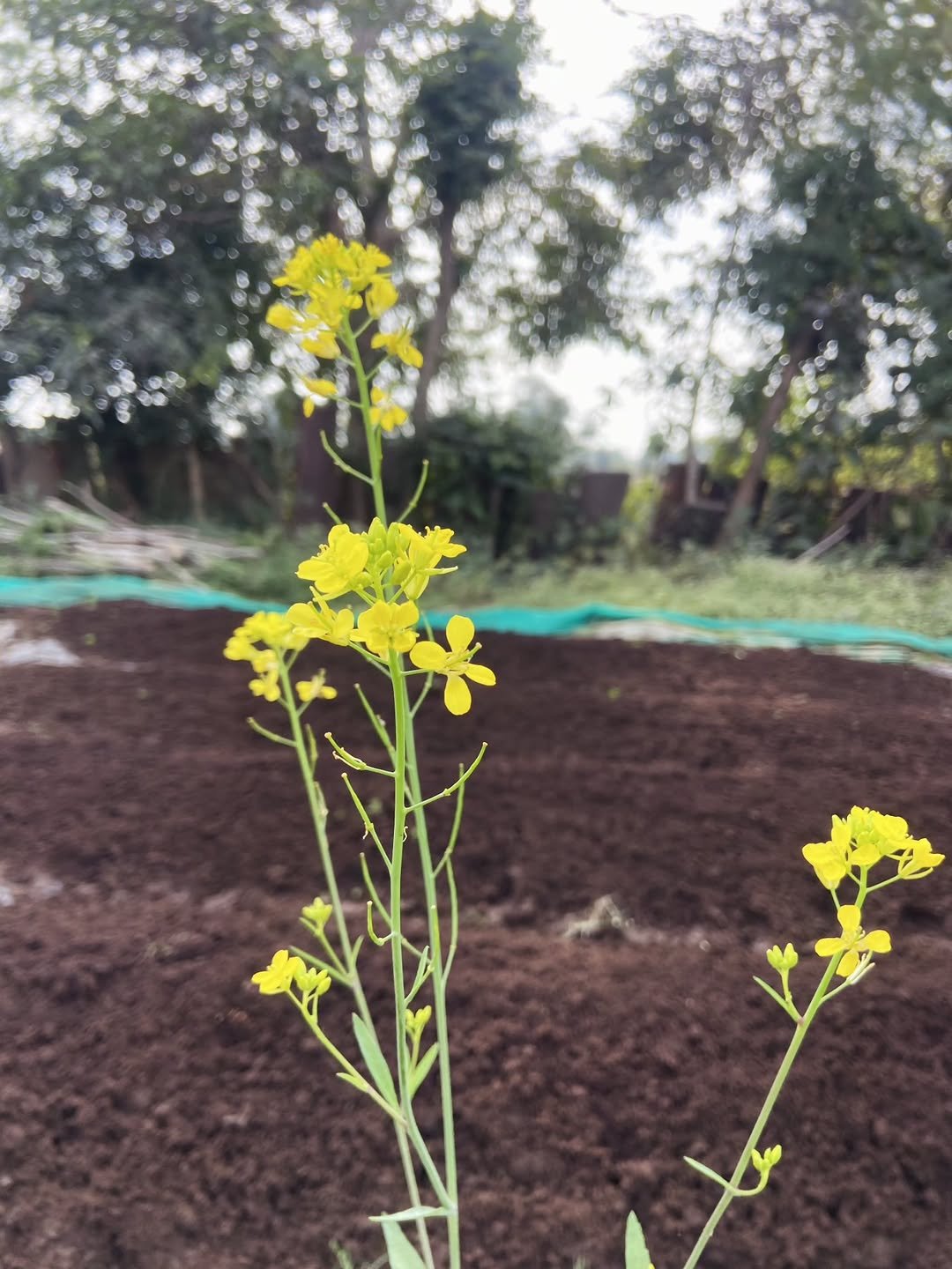 saakaar_organic_india_lakshya 게시물 이미지: Every beginning is silent , just like a bud...