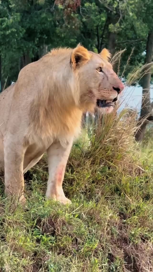 sachintendulkar 게시물 이미지: The lioness in this video surely knew how to...
