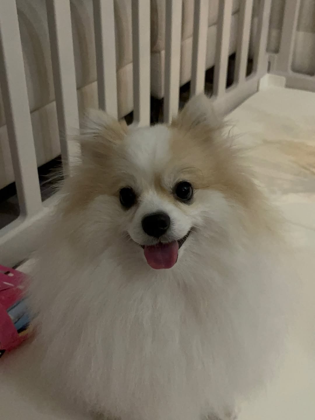 Photo by 새미 on December 25, 2025. May be an image of dog and text.