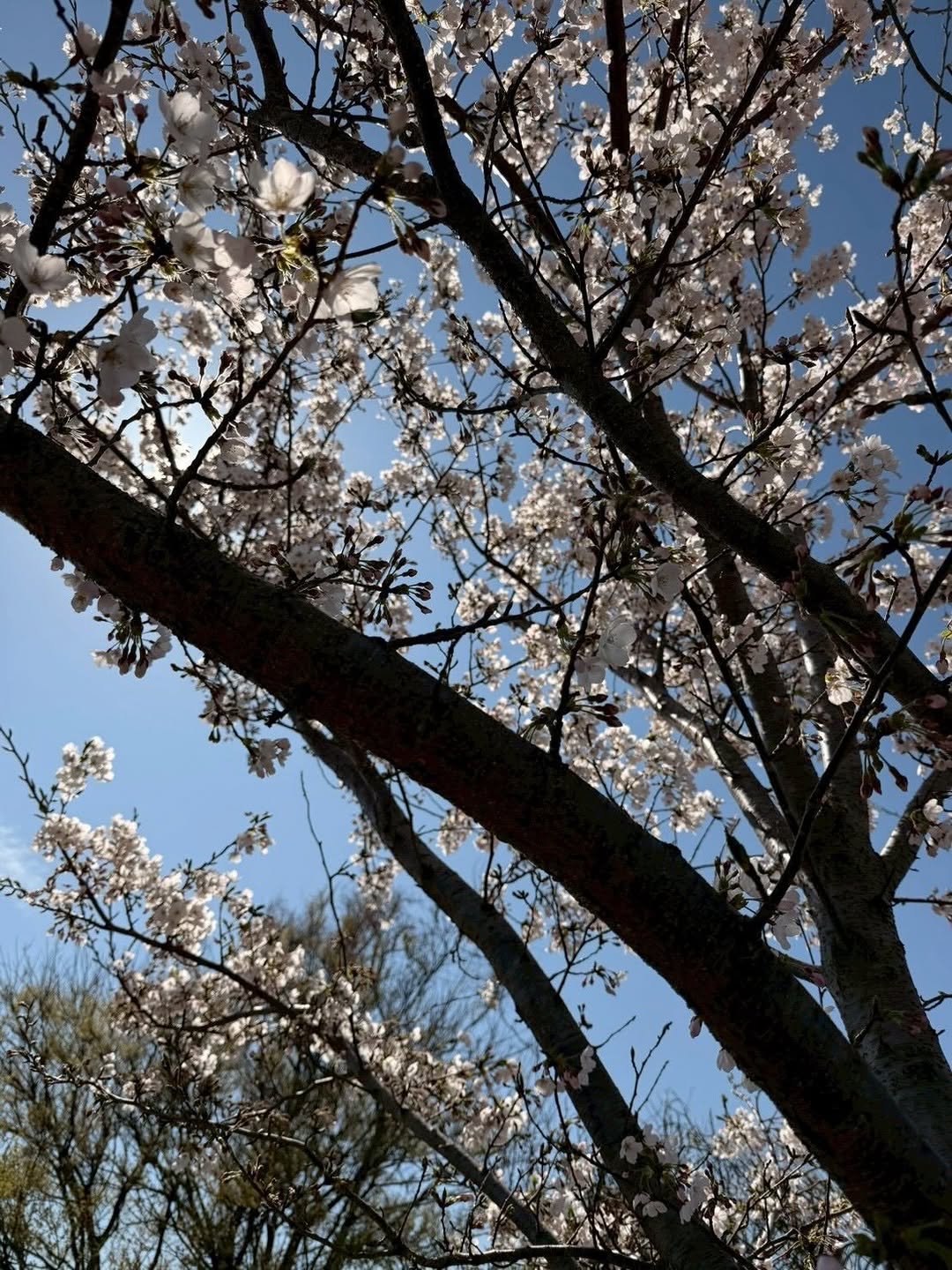 sakaguchikentaro 게시물 이미지: 🌸.