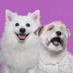 chun_bong._.bro 프로필 사진